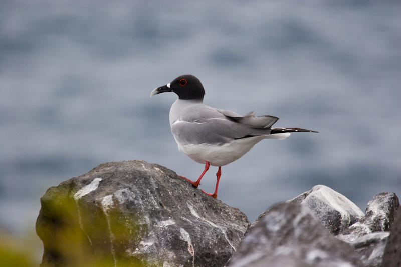 Swallow-Tailed Gull